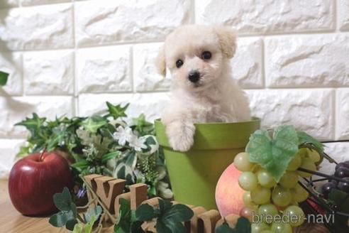 成約済の滋賀県のトイプードル-156886の5枚目