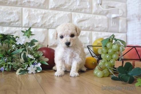 成約済の滋賀県のトイプードル-156886の3枚目