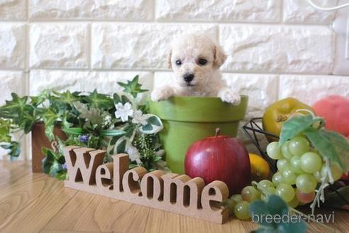 成約済の滋賀県のトイプードル-156886の2枚目