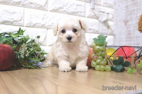 成約済の滋賀県のトイプードル-156887の1枚目