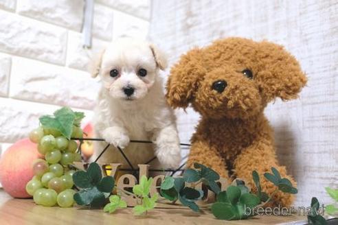 成約済の滋賀県のトイプードル-156887の5枚目