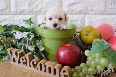 成約済の滋賀県のトイプードル-156887の3枚目