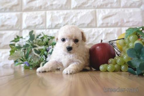 成約済の滋賀県のトイプードル-156887の2枚目