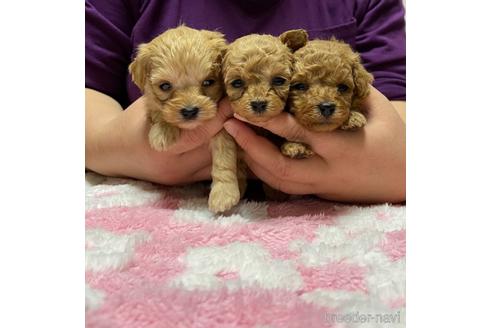 成約済の山形県のマルプー:マルチーズ×トイプードル-158757の3枚目