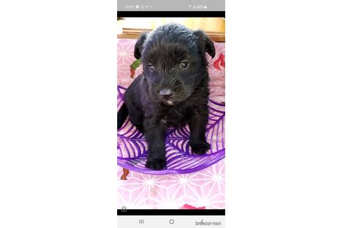 成約済の福岡県のミックス犬-158762の1枚目