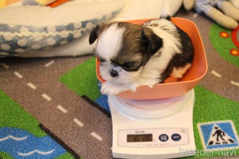 成約済の愛知県のシーズー-154761の7枚目