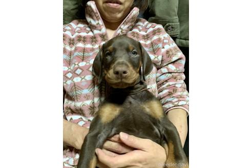 成約済の長崎県のドーベルマン-154812の1枚目