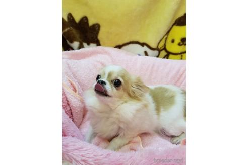 成約済の茨城県のチワワ(ロングコート)-158778の5枚目