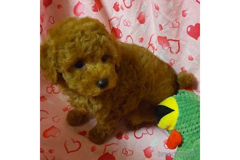 成約済の静岡県のタイニープードル-158818の1枚目