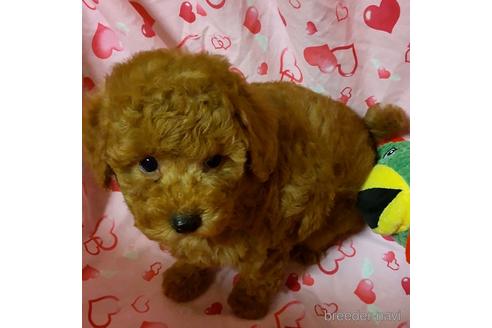 成約済の静岡県のタイニープードル-158818の3枚目