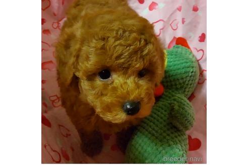 成約済の静岡県のタイニープードル-158818の2枚目