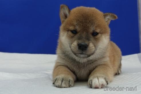 成約済の愛知県の柴犬-158846の9枚目