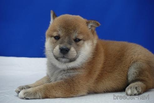 成約済の愛知県の柴犬-158846の8枚目
