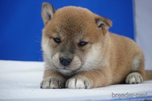 成約済の愛知県の柴犬-158846の7枚目