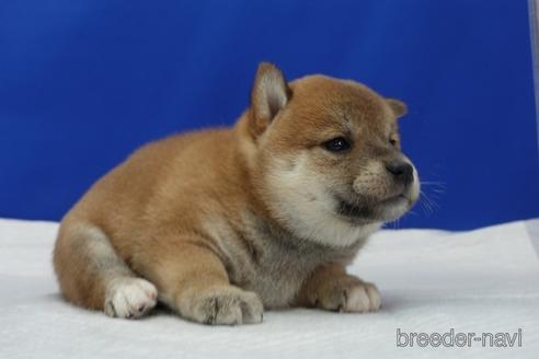 成約済の愛知県の柴犬-158846の6枚目