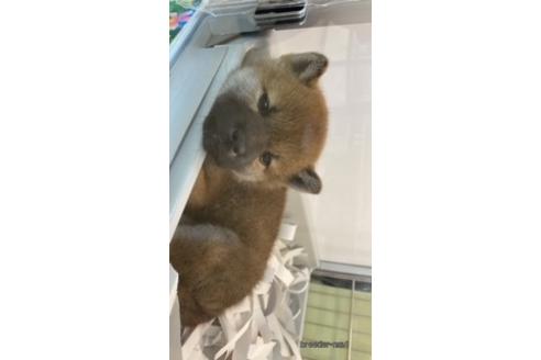 成約済の北海道の柴犬-157699の16枚目