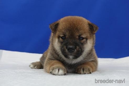 成約済の愛知県の柴犬-158850の5枚目