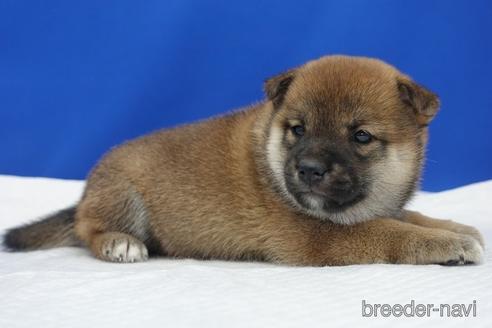成約済の愛知県の柴犬-158850の4枚目