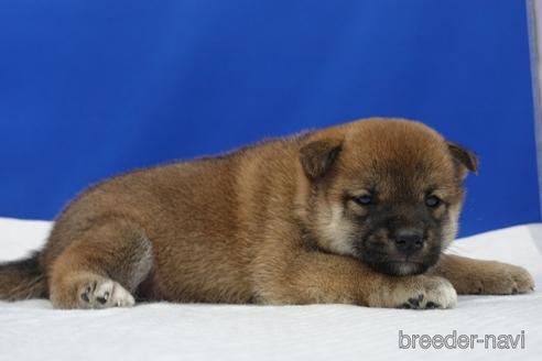 成約済の愛知県の柴犬-158850の2枚目