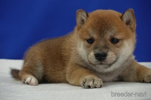 成約済の愛知県の柴犬-158864の1枚目