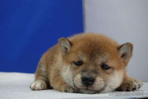 成約済の愛知県の柴犬-158864の5枚目