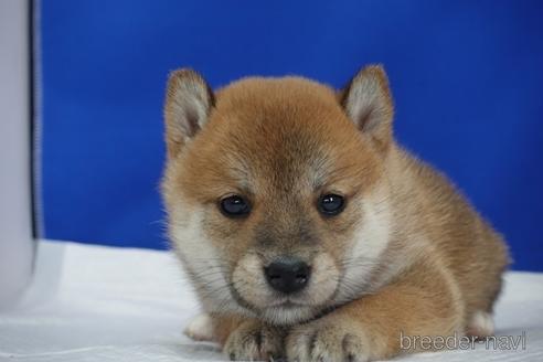 成約済の愛知県の柴犬-158864の4枚目