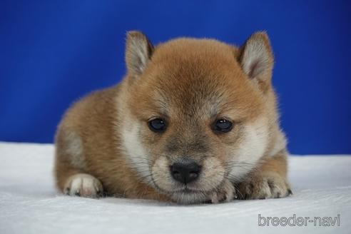 成約済の愛知県の柴犬-158864の2枚目