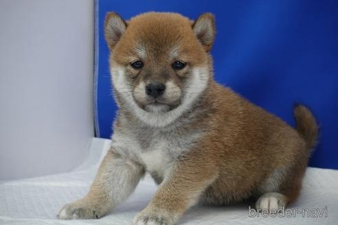 成約済の愛知県の柴犬-158870の18枚目