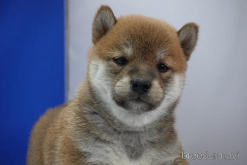 成約済の愛知県の柴犬-158870の17枚目