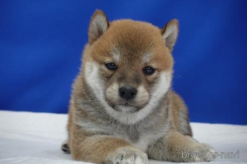 成約済の愛知県の柴犬-158870の14枚目