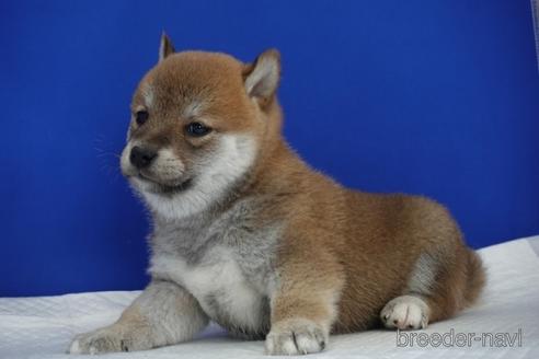 成約済の愛知県の柴犬-158876の17枚目