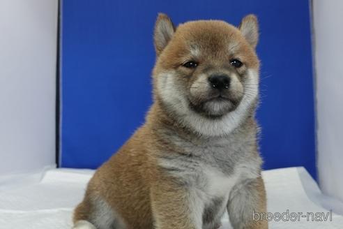成約済の愛知県の柴犬-158876の16枚目