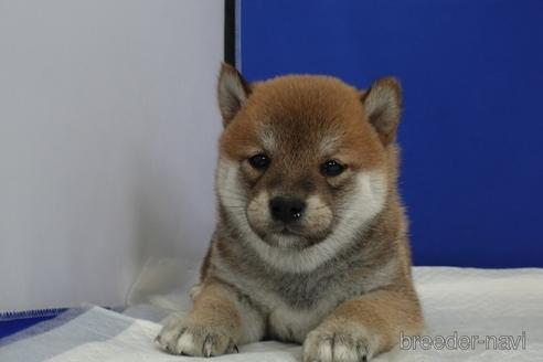 成約済の愛知県の柴犬-158876の15枚目