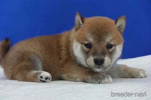 成約済の愛知県の柴犬-158876の14枚目