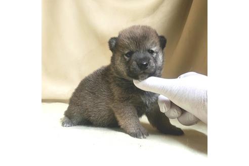 成約済の茨城県の豆柴-158886の10枚目