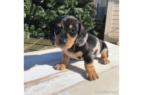 成約済の愛知県のミニチュアダックスフンド(スムースヘアード)-158902