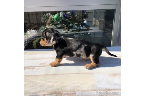 成約済の愛知県のミニチュアダックスフンド(スムースヘアード)-158902の4枚目