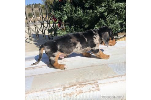 成約済の愛知県のミニチュアダックスフンド(スムースヘアード)-158902の3枚目