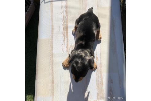 成約済の愛知県のミニチュアダックスフンド(スムースヘアード)-158902の2枚目