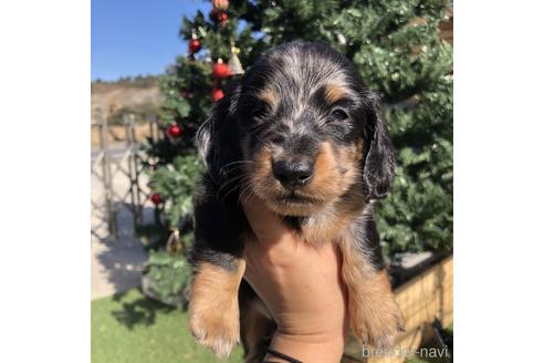 成約済の愛知県のミニチュアダックスフンド(ロングヘアード)-158903