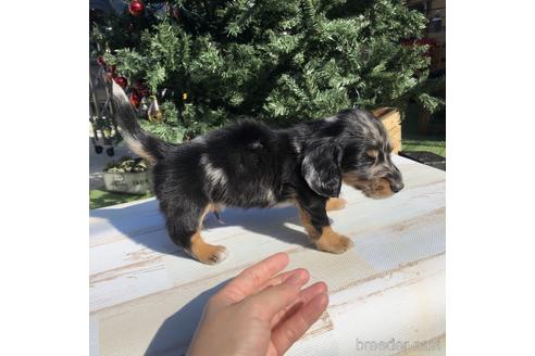 成約済の愛知県のミニチュアダックスフンド(ロングヘアード)-158903の3枚目