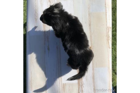 成約済の愛知県のミニチュアダックスフンド(ロングヘアード)-158903の2枚目