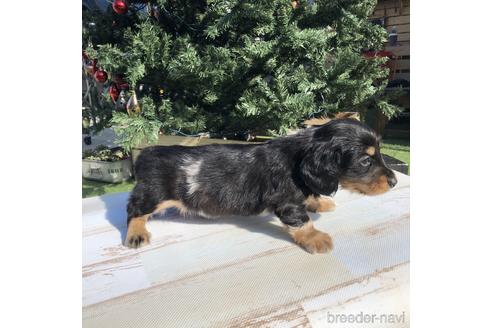 成約済の愛知県のミニチュアダックスフンド(ロングヘアード)-158904の4枚目