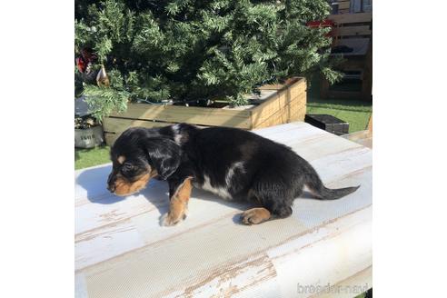 成約済の愛知県のミニチュアダックスフンド(ロングヘアード)-158904の3枚目