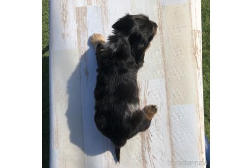 成約済の愛知県のミニチュアダックスフンド(ロングヘアード)-158904の2枚目