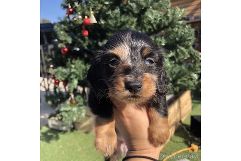 成約済の愛知県のミニチュアダックスフンド(ロングヘアード)-158905の1枚目