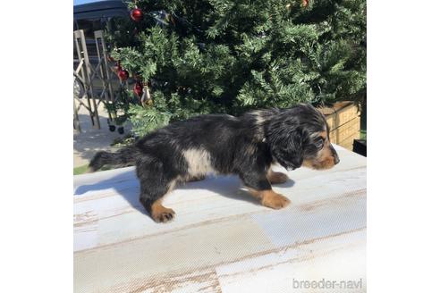 成約済の愛知県のミニチュアダックスフンド(ロングヘアード)-158905の4枚目