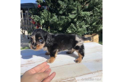 成約済の愛知県のミニチュアダックスフンド(ロングヘアード)-158905の2枚目