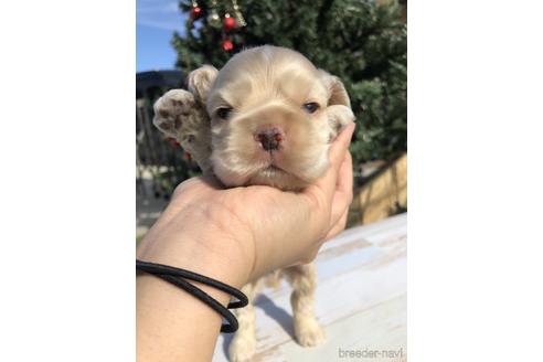 成約済の愛知県のアメリカンコッカースパニエル-158907の1枚目