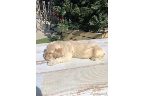 成約済の愛知県のアメリカンコッカースパニエル-158907の4枚目